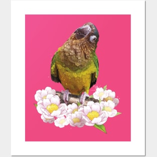 Parakeet Posters and Art